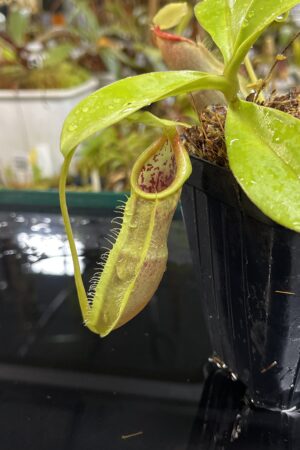 Close Up of Nepenthes spathulata | Borneo Exotics | BE-3175 | H25210