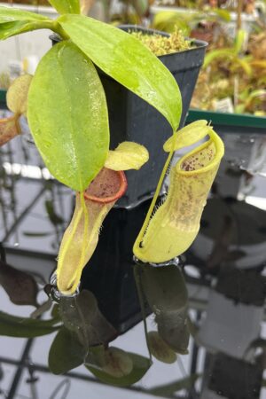 Close Up of Nepenthes spathulata x campanulata | Borneo Exotics | BE-3796 | IN25179