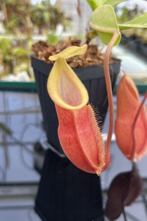 Close Up of Nepenthes spathulata x diabolica | Borneo Exotics | BE-3983 | H24848