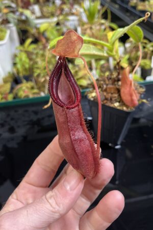 Close Up of Nepenthes spathulata x diabolica | Borneo Exotics | BE-3983 | H25212