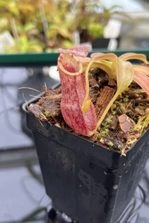 Close Up of Nepenthes spathulata x spectabilis | Borneo Exotics | BE-4528 | H24879