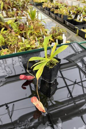 Close Up of Nepenthes spathulata x tenuis | Borneo Exotics | BE-3981 | IN25191