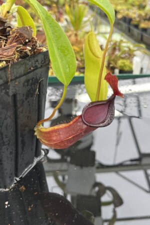 Close Up of Nepenthes spathulata x tobaica | Borneo Exotics | BE-3794 | IN25167