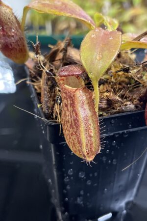 Close Up of Nepenthes spectabilis x ephippiata | Borneo Exotics | BE-4681 | H25226