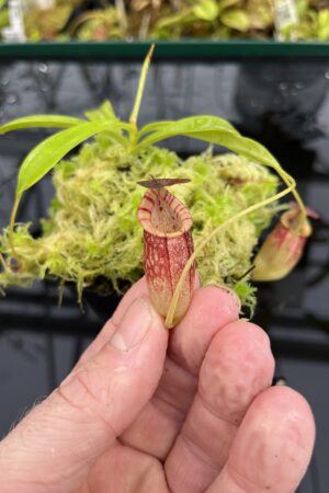 Close Up of Nepenthes spectabilis x tenuis | Borneo Exotics | BE-3884 | IN25194