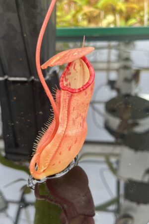 Close Up of Nepenthes sumatrana | Borneo Exotics | BE-4540 | L25000