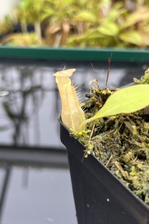 Close Up of Nepenthes sumatrana | Borneo Exotics | BE-4540 | L25154