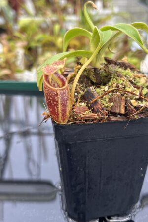 Close Up of Nepenthes talangensis | Borneo Exotics | BE-4075 | H24877