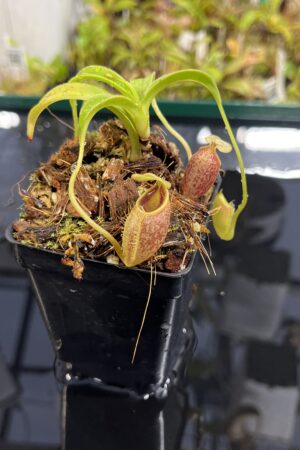 Close Up of Nepenthes talangensis | Borneo Exotics | BE-4075 | H24995