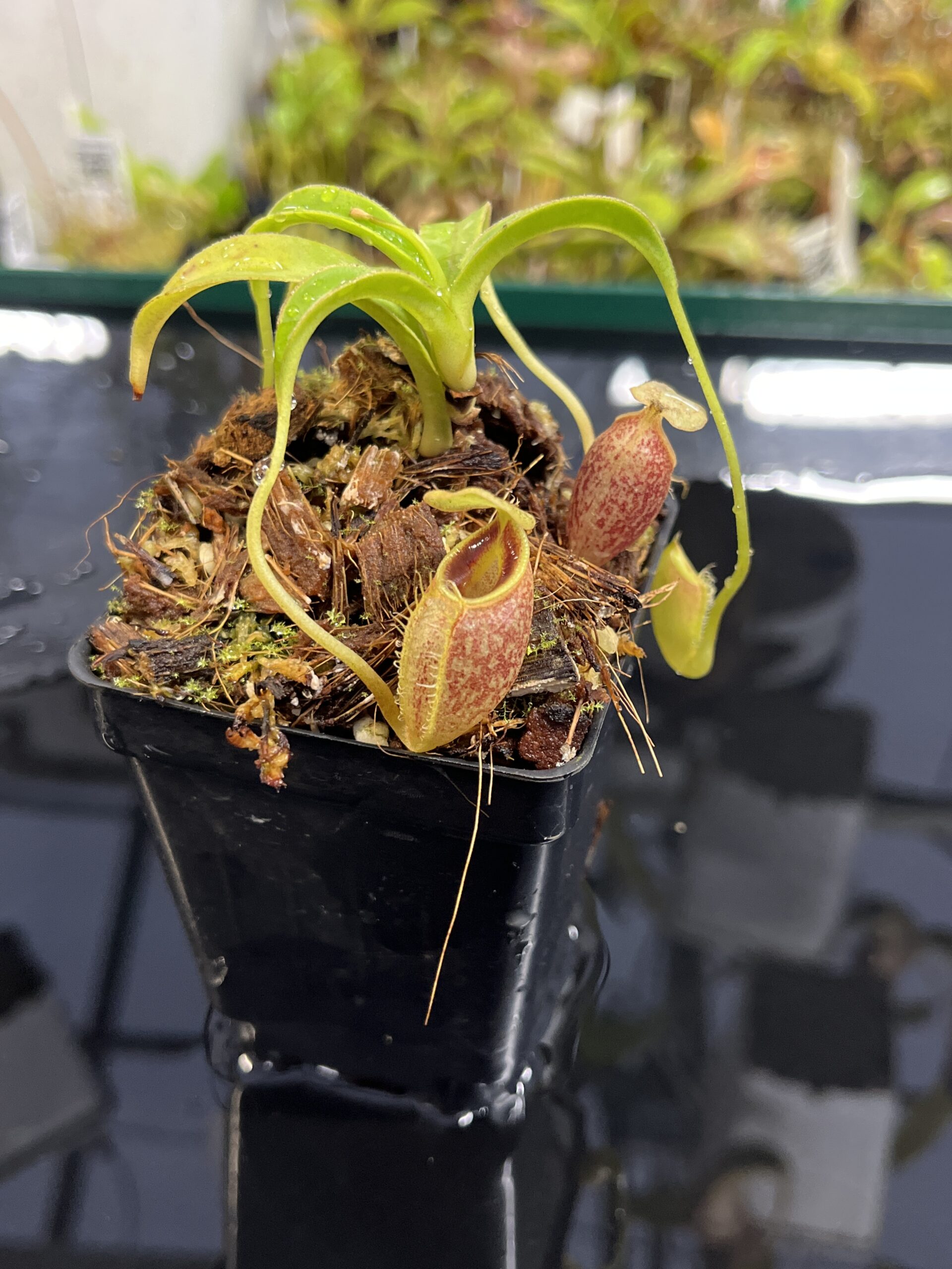 Close Up of Nepenthes talangensis | Borneo Exotics | BE-4075 | H24995