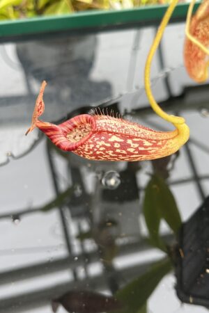 Close Up of Nepenthes talangensis x spectabilis | Borneo Exotics | BE-4063 | H25064