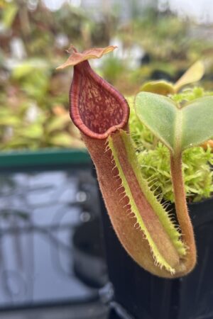 Close Up of Nepenthes truncata G (Mindanao, Philippines) | Andreas Wistuba | AW-ISC | IN25008