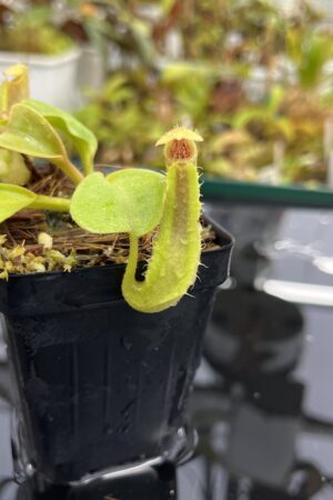 Close Up of Nepenthes truncata G (Mindanao, Philippines) | Andreas Wistuba | AW-ISC | IN25201
