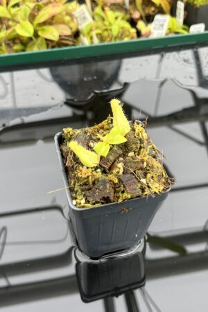 Close Up of Nepenthes truncata 'Giant' x truncata (c) | JH | Florae | Assorted Clones | Jeremiah Harris | JH-419 | IN25052