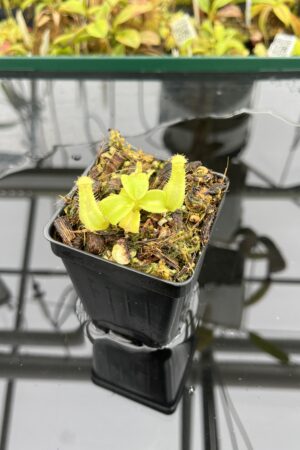 Close Up of Nepenthes truncata 'Giant' x truncata (c) | JH | Florae | Assorted Clones | Jeremiah Harris | JH-419 | IN25056