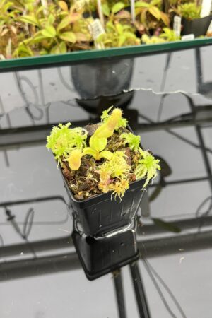 Close Up of Nepenthes truncata (c) #55 x truncata (a) | Florae | Seed Grown | Florae Collaborative | FC-453.00 | IN24926