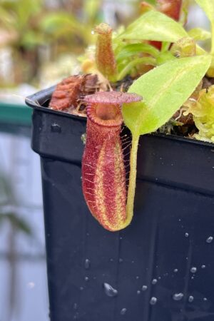 Close Up of Nepenthes (truncata x ephippiata) x villosa | JH | Florae | Jeremiah Harris | JH-352.13 | IN24819