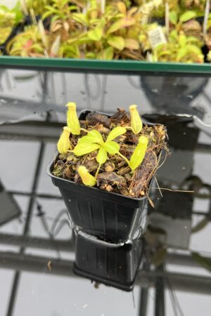 Close Up of Nepenthes (truncata x ephippiata) x villosa | JH | Florae | Jeremiah Harris | JH-352.13 | IN24924