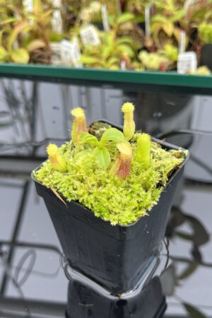 Close Up of Nepenthes truncata x villosa | JH | Florae | Clone 16 | Jeremiah Harris | JH-355.16 | IN24820