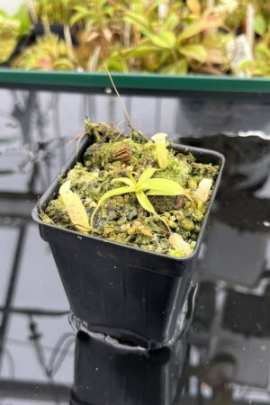 Close Up of Nepenthes ulukaliana Genting HL | EL | Florae | Assorted Clones | Florae Collaborative | FC-369 | IN24916