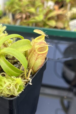 Close Up of Nepenthes undulatifolia x edwardsiana | Andreas Wistuba | AW-ISC | H25029