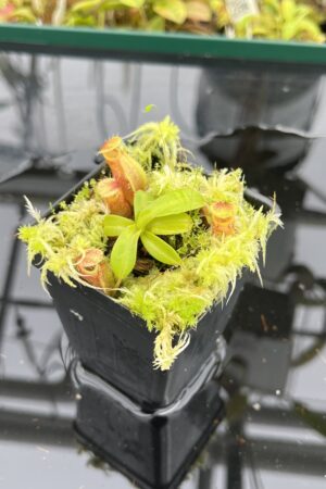 Close Up of Nepenthes undulatifolia x macrophylla | Andreas Wistuba | AW-(ISC) | H25070