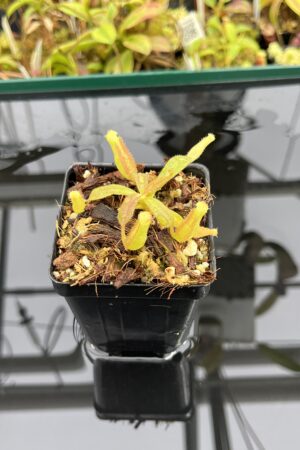 Close Up of Nepenthes veitchii Murud, Striped x 'Candy' | Florae | Florae Collaborative | FC-23.03 | IN24917