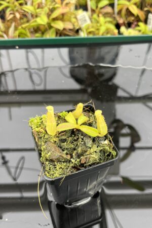 Close Up of Nepenthes veitchii (Murud striped x 'Candy') x veitchii BE-3734 | XB | Florae | Xander Brown | XB-510 | IN24911