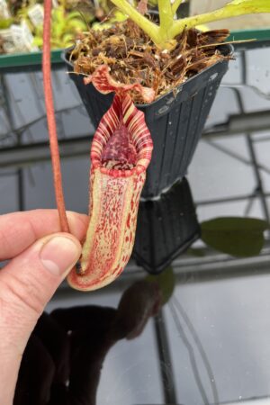 Close Up of Nepenthes (veitchii x lowii) x burbidgeae | Borneo Exotics | BE-4635 | H24846