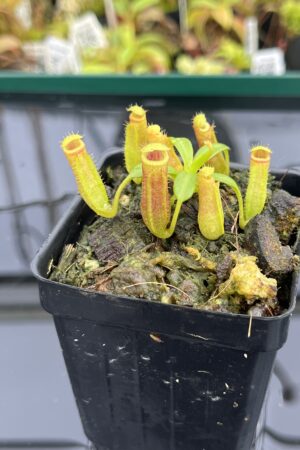 Close Up of Nepenthes (veitchii x lowii) x edwardsiana | Florae Collaborative | FC-122.03 | H24822