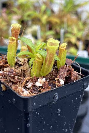 Close Up of Nepenthes (veitchii x lowii) x edwardsiana | Florae Collaborative | FC-122.03 | H24824