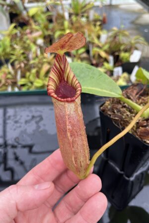 Close Up of Nepenthes (veitchii x lowii) x robcantleyi | Borneo Exotics | BE-3841 | IN24804