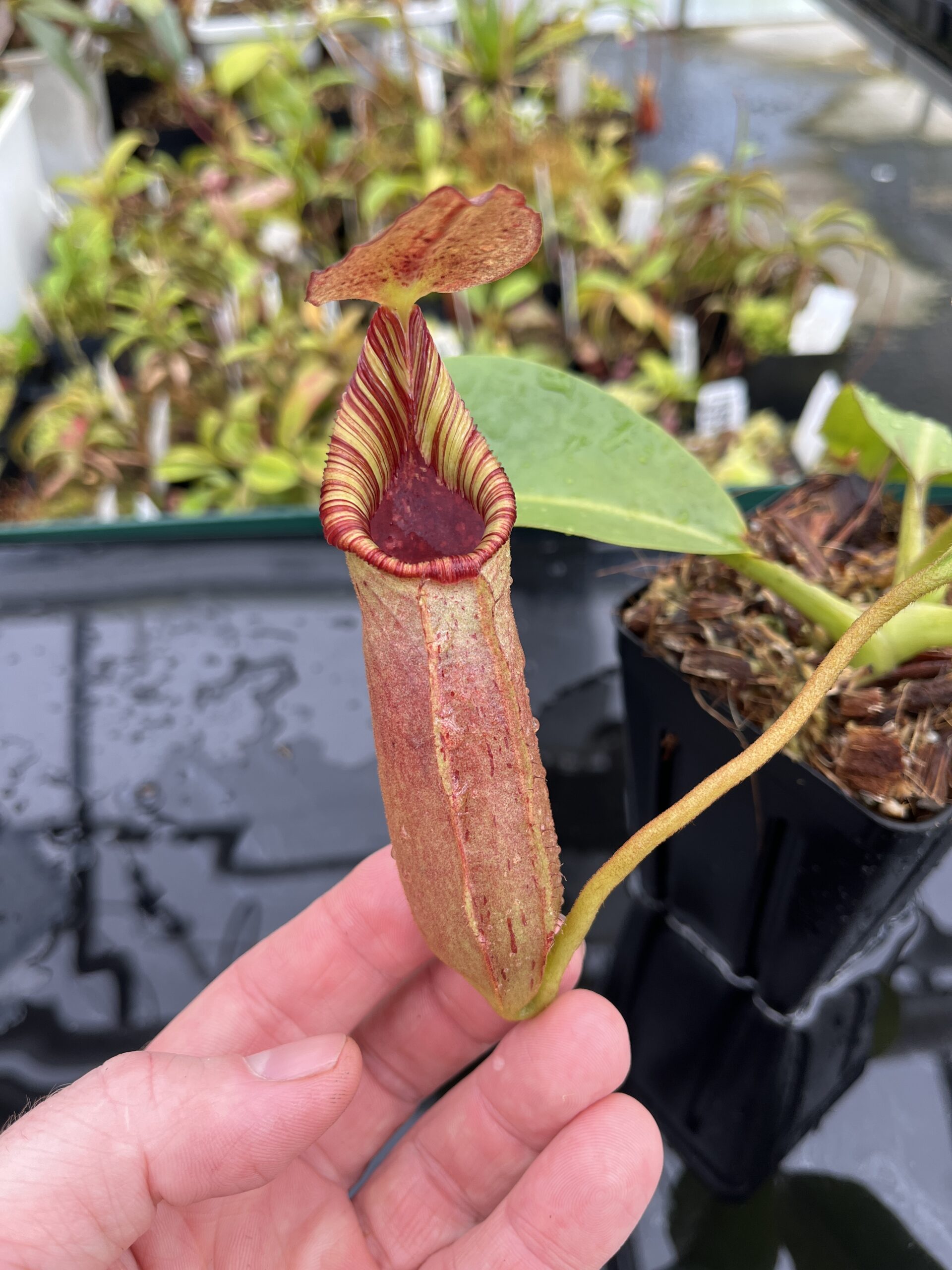 Close Up of Nepenthes (veitchii x lowii) x robcantleyi | Borneo Exotics | BE-3841 | IN24804
