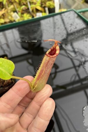 Close Up of Nepenthes (veitchii x lowii) x robcantleyi | Borneo Exotics | BE-4602 | IN25198