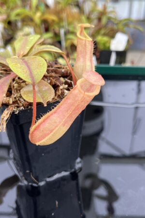 Close Up of Nepenthes veitchii x ventricosa | Borneo Exotics | BE-4674 | IN24811