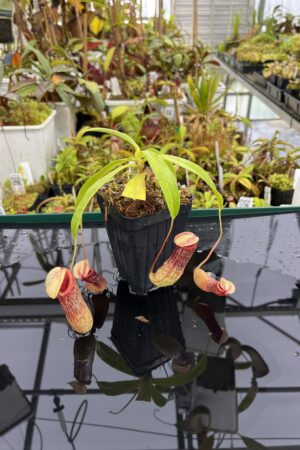 Close Up of Nepenthes ventricosa | Madja-as | Borneo Exotics | BE-3278 | IN25173