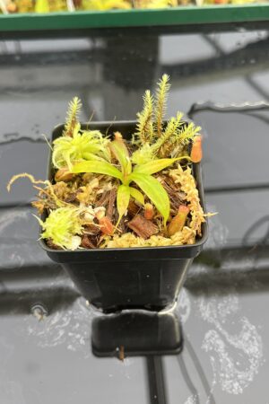 Close Up of Nepenthes (ventricosa x edwardsiana) x hamata | Jeremiah Harris | JH-412.01 | H24868