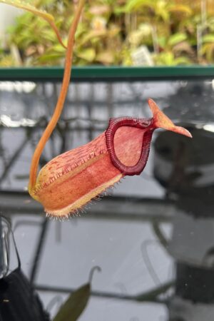 Close Up of Nepenthes ventricosa x ephippiata | Borneo Exotics | BE-4639 | IN24937
