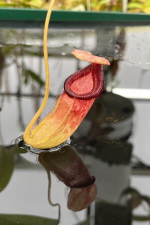 Close Up of Nepenthes ventricosa x ephippiata | Borneo Exotics | BE-4639 | IN25178