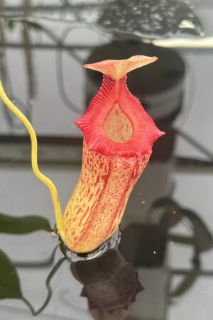 Close Up of Nepenthes (ventricosa x sibuyanensis)-giant x [ventricosa x (spathulata x lowi)] | Exotica Plants | | IN25004