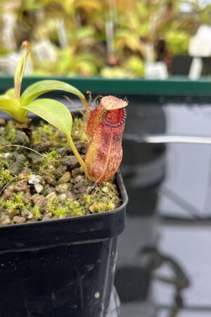 Close Up of Nepenthes villosa x hamata | Borneo Exotics | BE-4099 | H24884