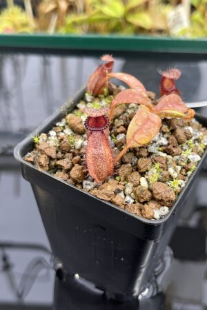Close Up of Nepenthes villosa x hamata | Borneo Exotics | BE-4099 | H24962