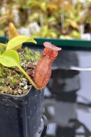 Close Up of Nepenthes villosa x robcantleyi | Borneo Exotics | BE-4079 | H24886