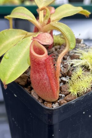 Close Up of Nepenthes villosa x veitchii | Borneo Exotics | BE-4016 | IN24838