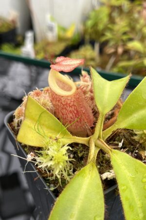Close Up of Nepenthes villosa x veitchii 'Gold Rush' - Solid Yellow Peristome | Borneo Exotics | BE-4606 | IN25096