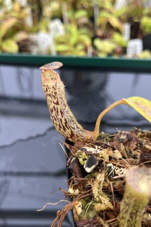 Close Up of Nepenthes vogelii | Borneo Exotics | BE-3256 | H24878