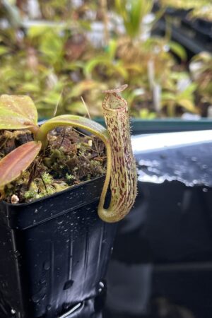 Close Up of Nepenthes vogelii | Borneo Exotics | BE-3256 | H25222