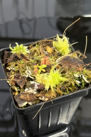 Close Up of Nepenthes xtrusmadiensis | Florae Collaborative | FC-144.07 | H24986