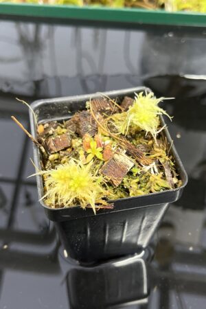 Close Up of Nepenthes xtrusmadiensis | Florae Collaborative | FC-144.07 | H24987