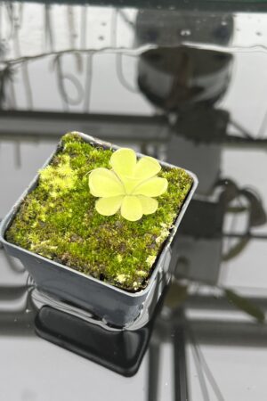 Close Up of Pinguicula Alfred Lau #13 | Florae Collaborative | | IN25040